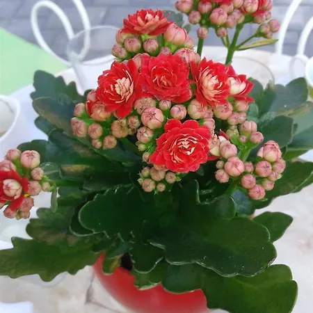 Lejlighed Apartment Viskovo Viskovo